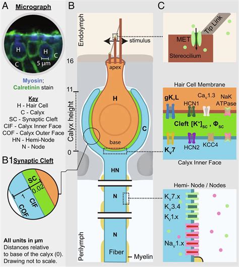 Hair cell